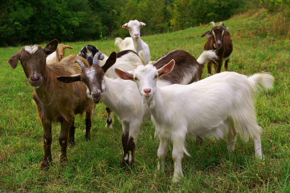 Goats - key element in REforestation